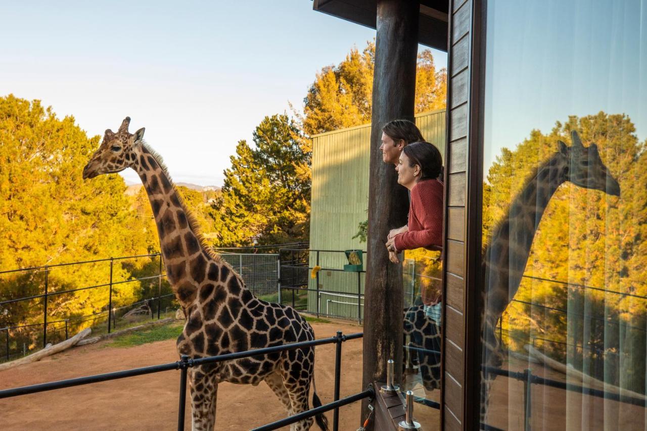 Giraffe Treehouse