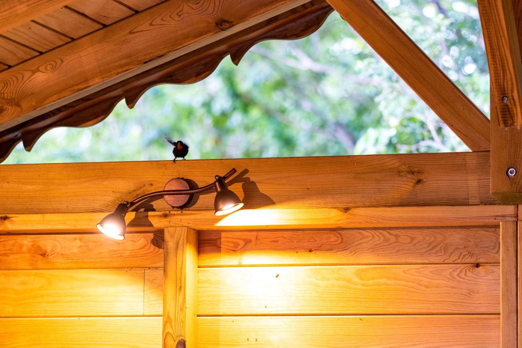 Jungle Lodge