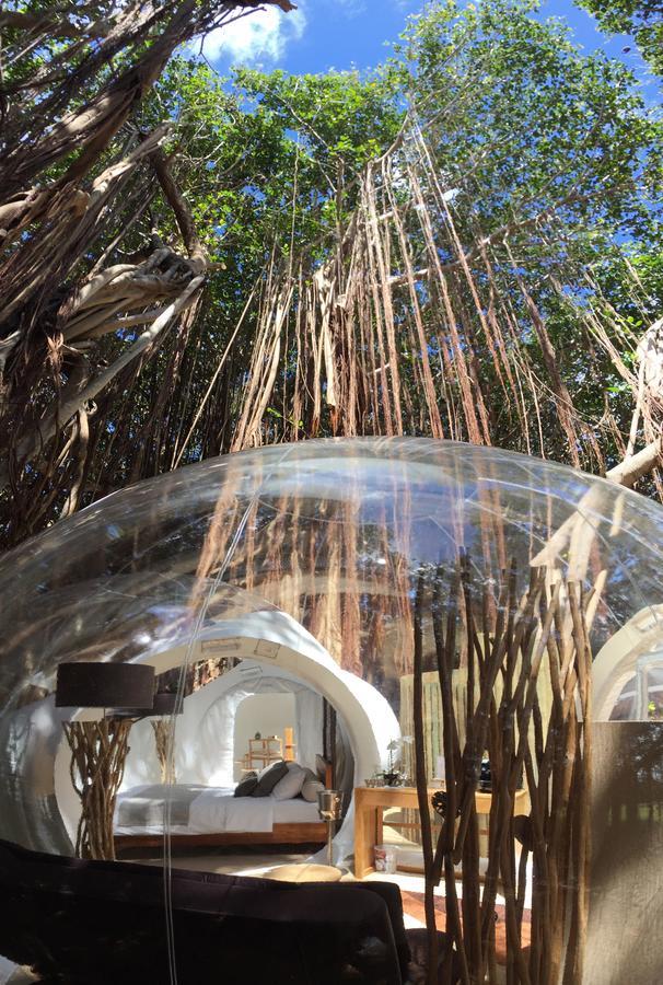 BUBBLE Banyan Tree