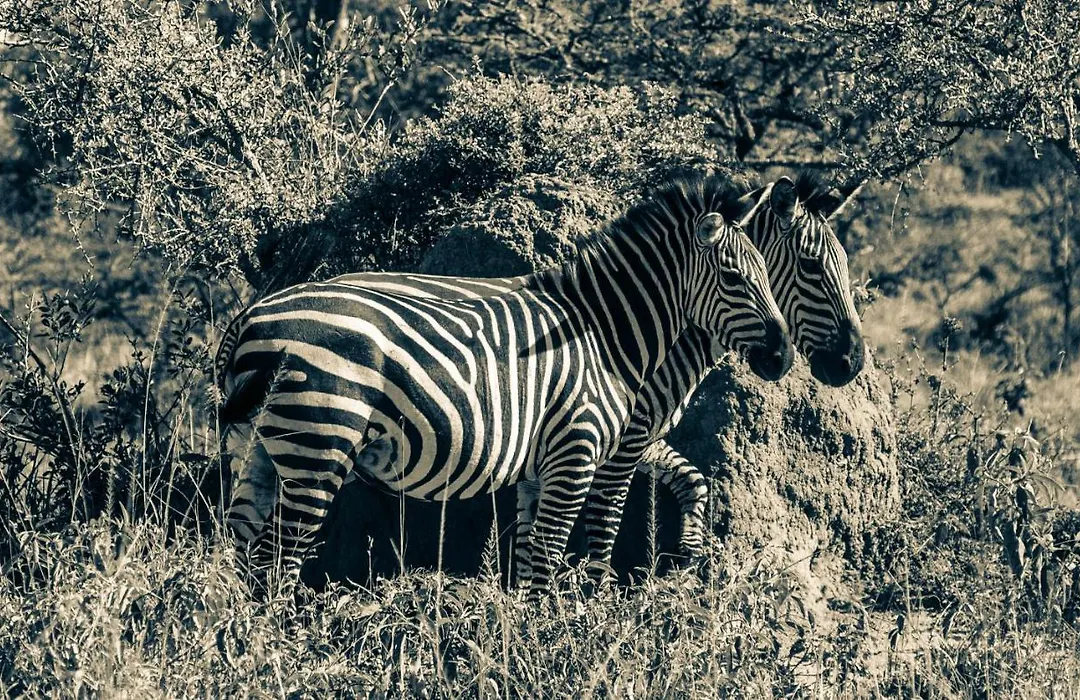 Kigambira Safari Lodge-1