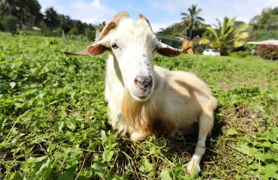 Jo'S Farmstay-Charming Holiday Farm Close To Famous Muri Beach-1