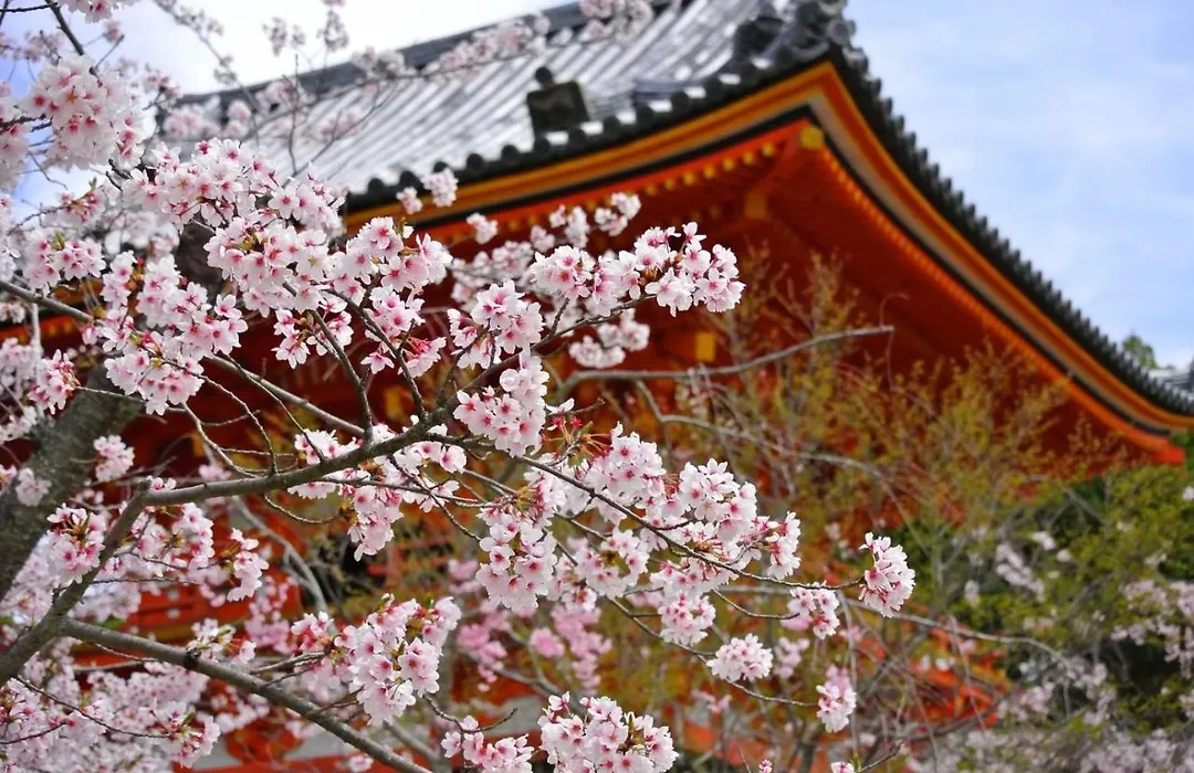 Stay Sakura Kyoto Matsuri-1