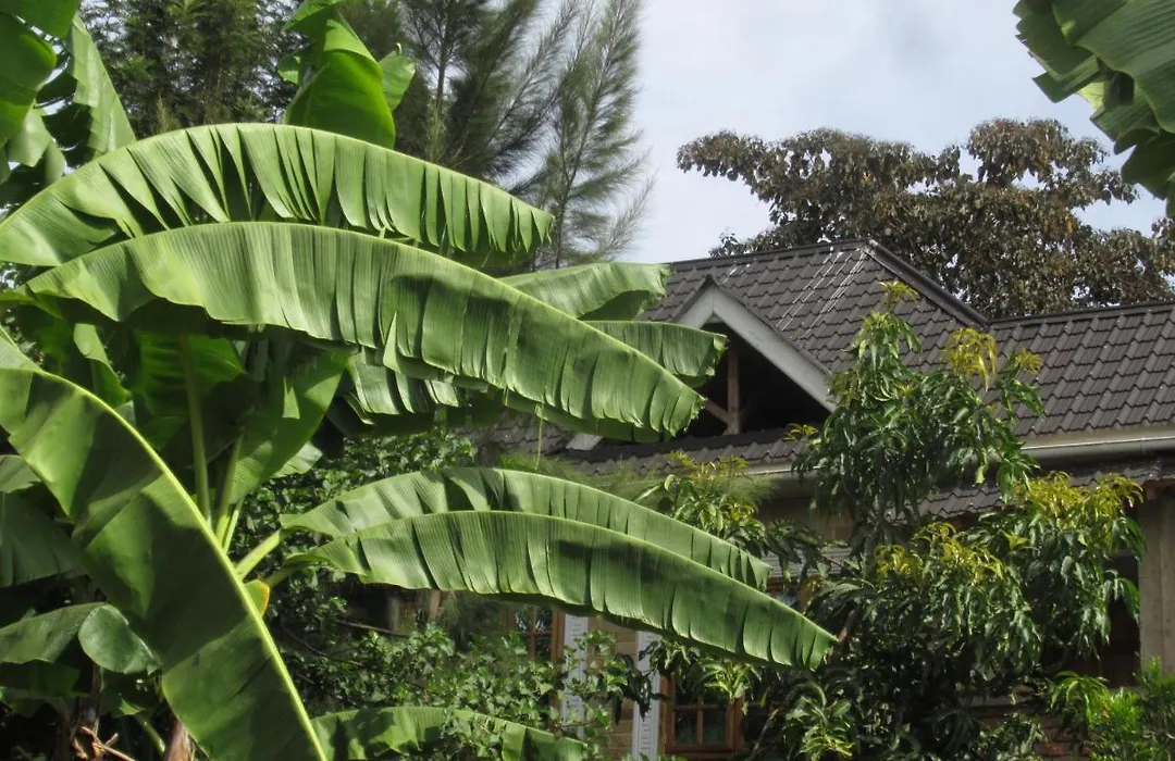 Darema Homestay-1