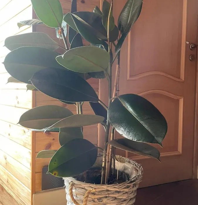 Stebuklas Coliving-1