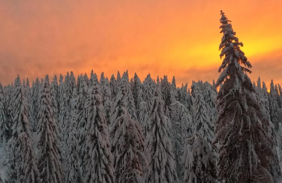 Woodside Kopaonik - Malo Jezero, Free Parking & Spa-1