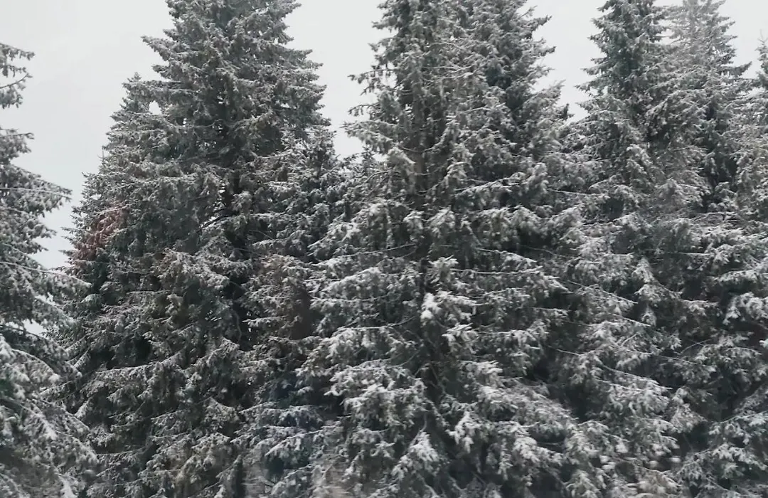 Aparmani Sorak Kopaonik, Studio Apartman A5-1