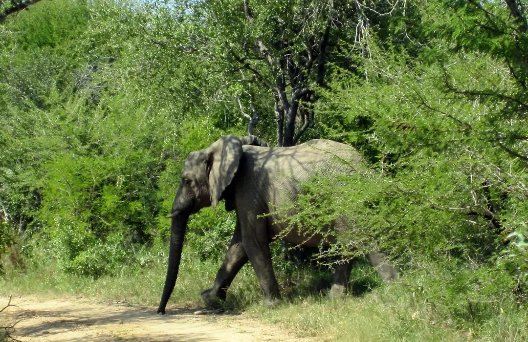 Vuyani Safari Lodge-1