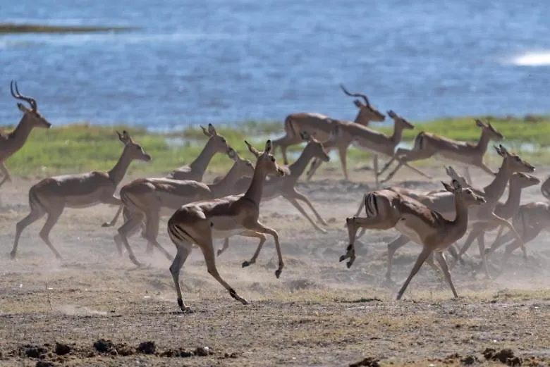 Jackalberry Chobe-1
