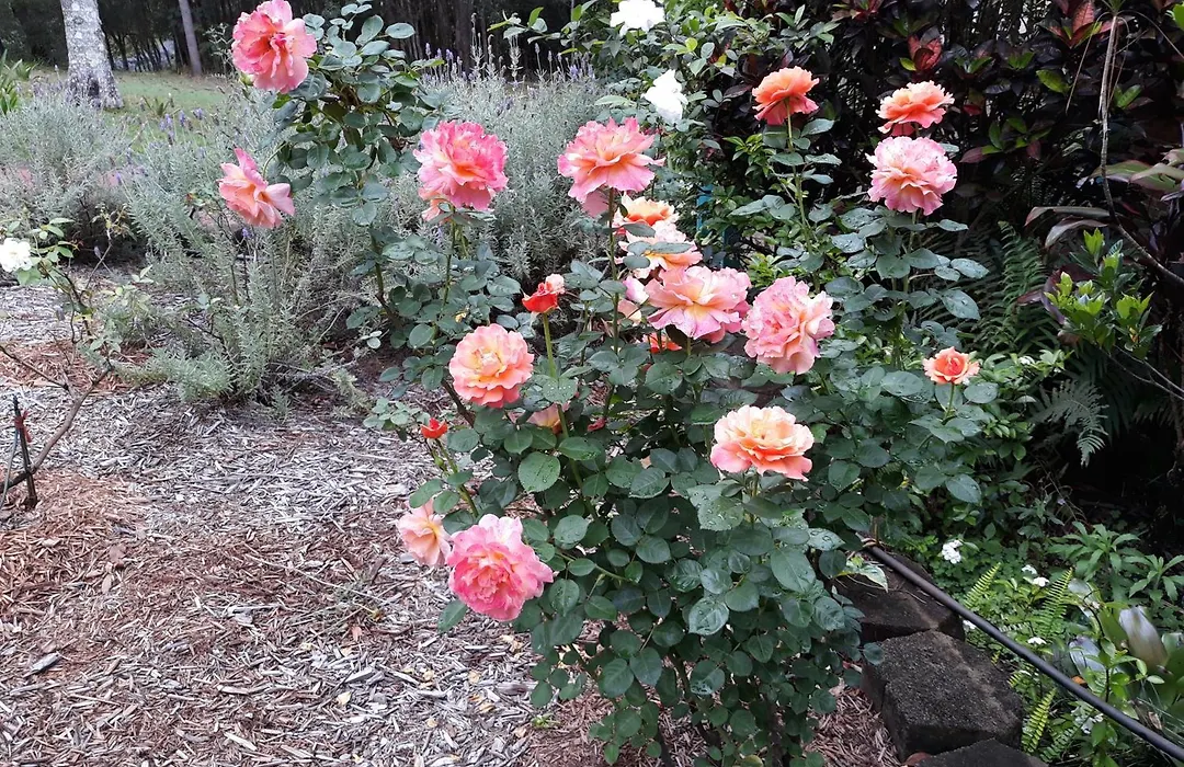 Riviera Bed & Breakfast-1