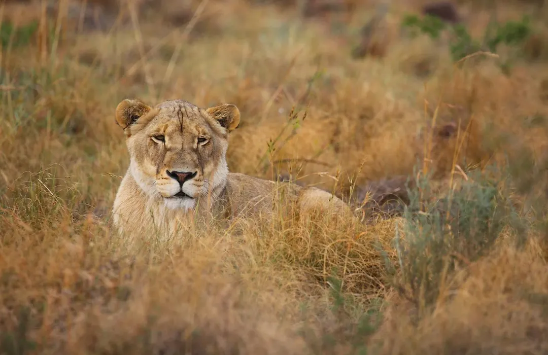 Schrikkloof Private Nature Reserve, Home Of The Lions Foundation-1