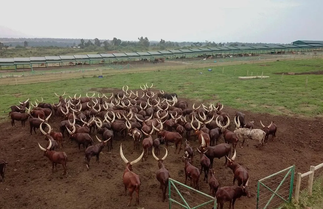 Mara Elatia Camp-1