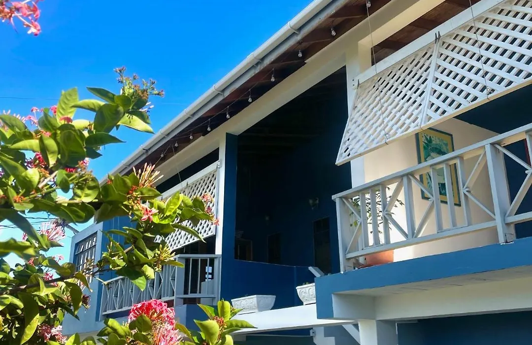 Bananaquit Tobago -Stay Near The Beach-1