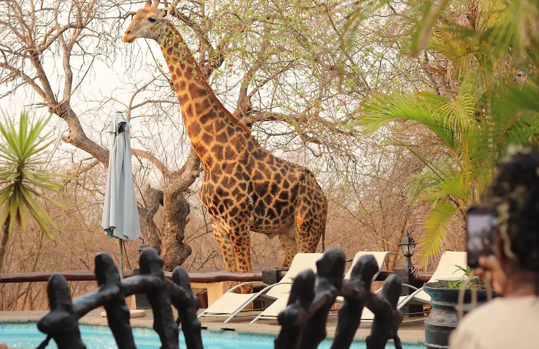 B&B African Rock Lodge-1
