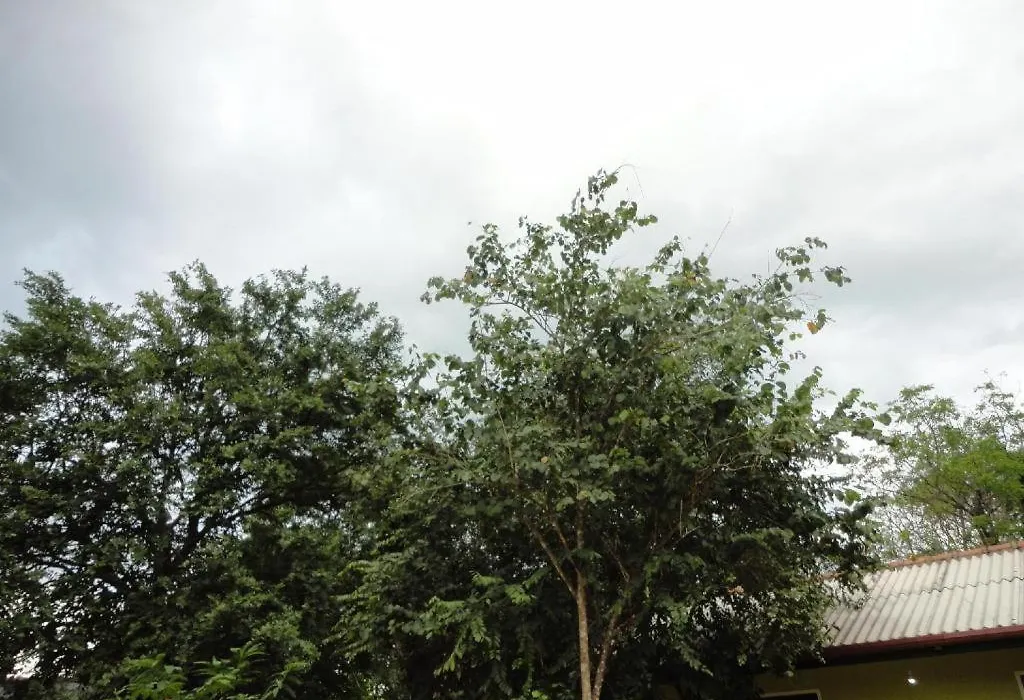 Inn On The Tree-1