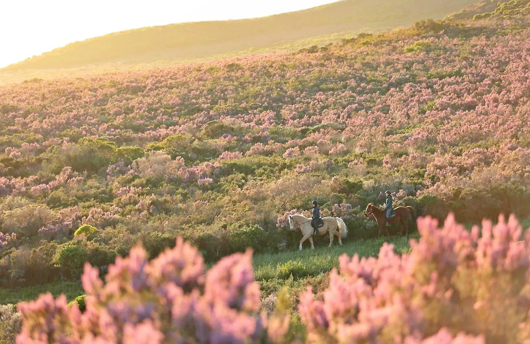 Grootbos Private Nature Reserve-1