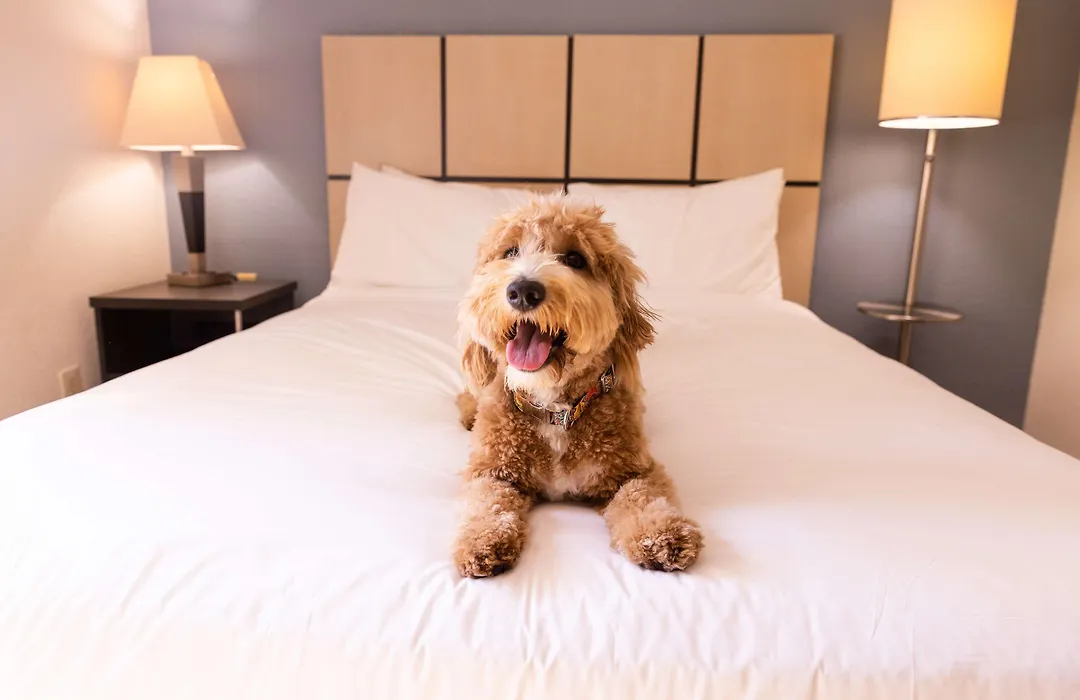 Sonesta Simply Suites Houston Citycentre I-10 West-1