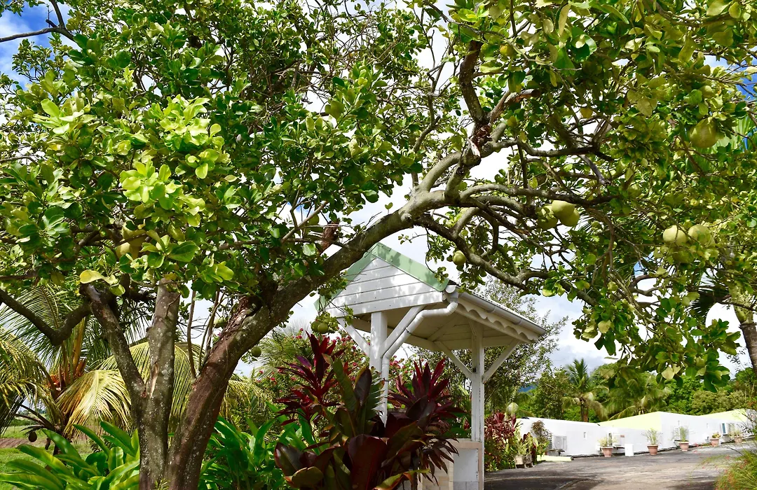 Residence Paradis Tropical-1