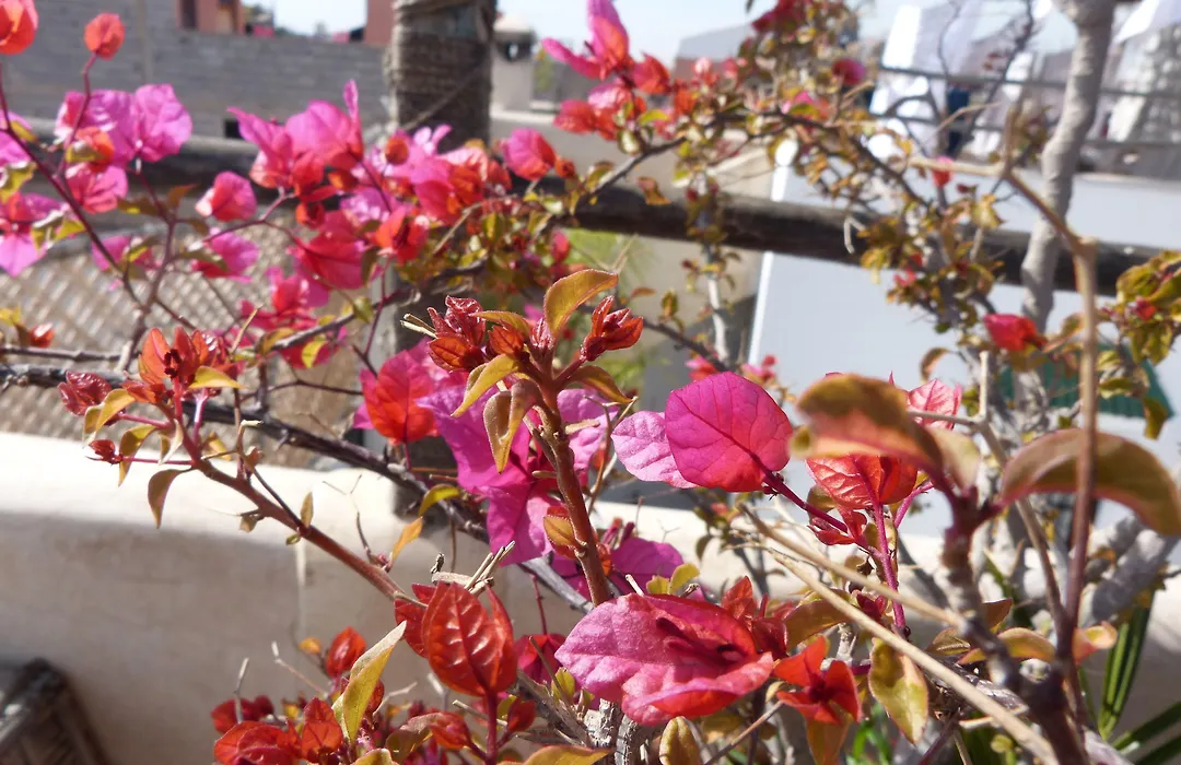 Riad Shambala-1
