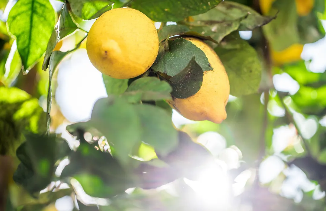 Lemon Tree Stay-1