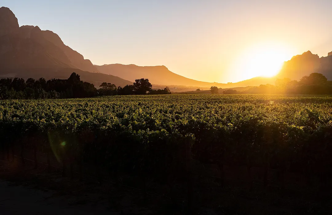 Lynx Wine Estate-1