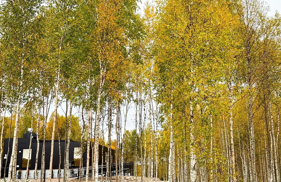 Silver Birch Resort Lapland-1
