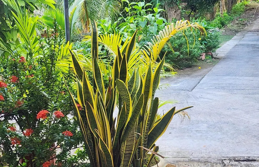 Cerrito Tropical Eco Lodge-1