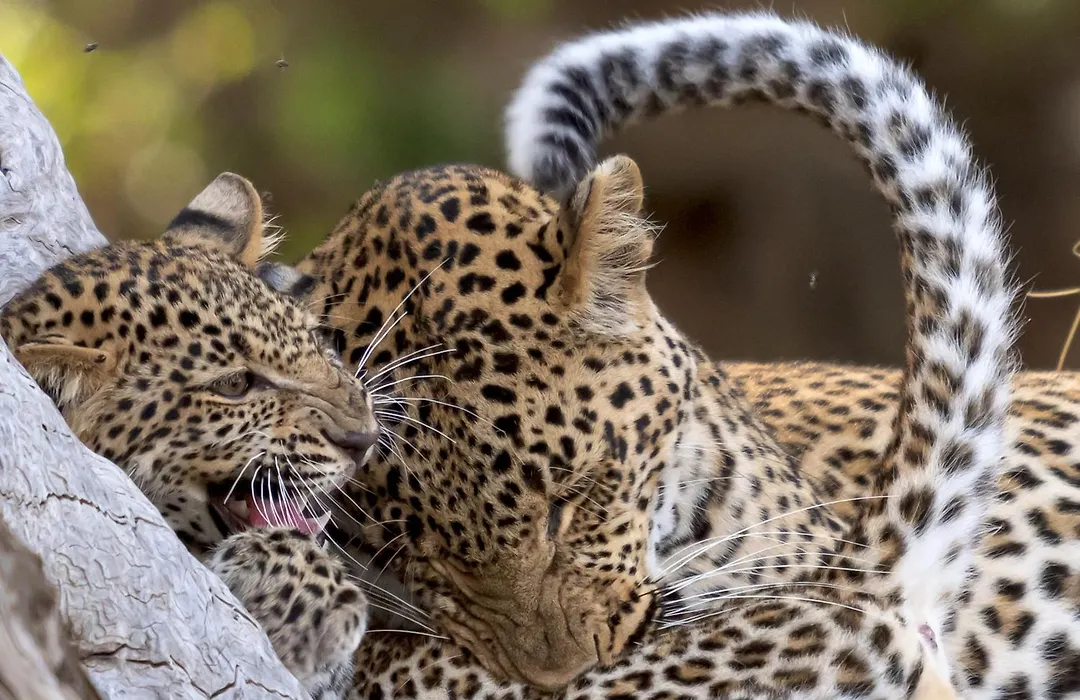 Msandile River Lodge-1