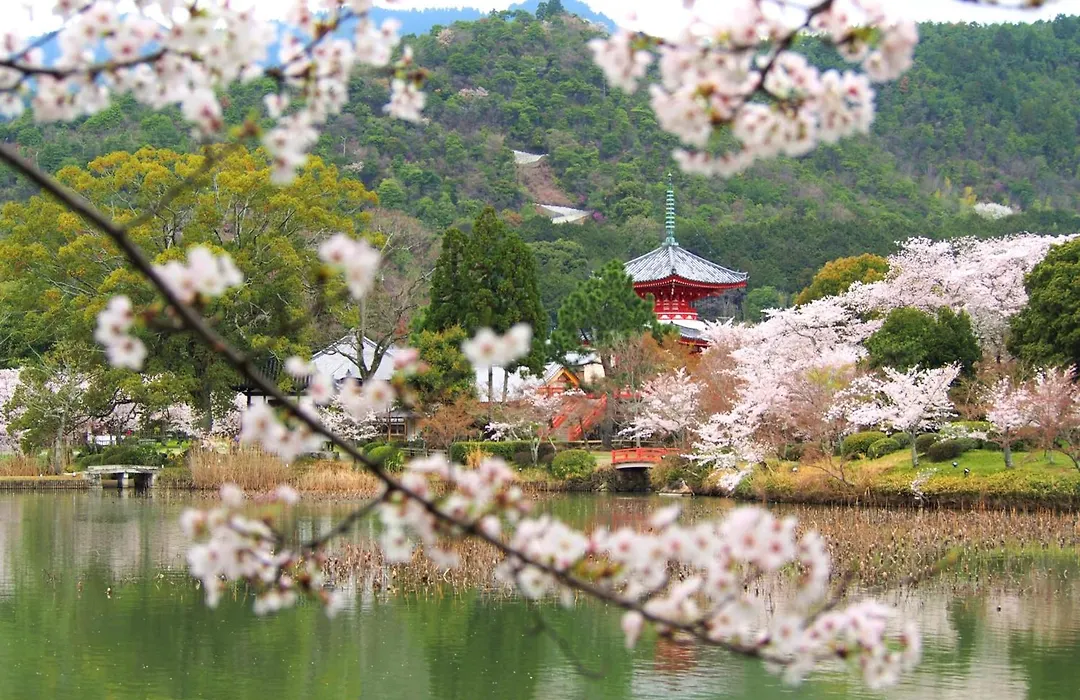 Muni Kyoto-1
