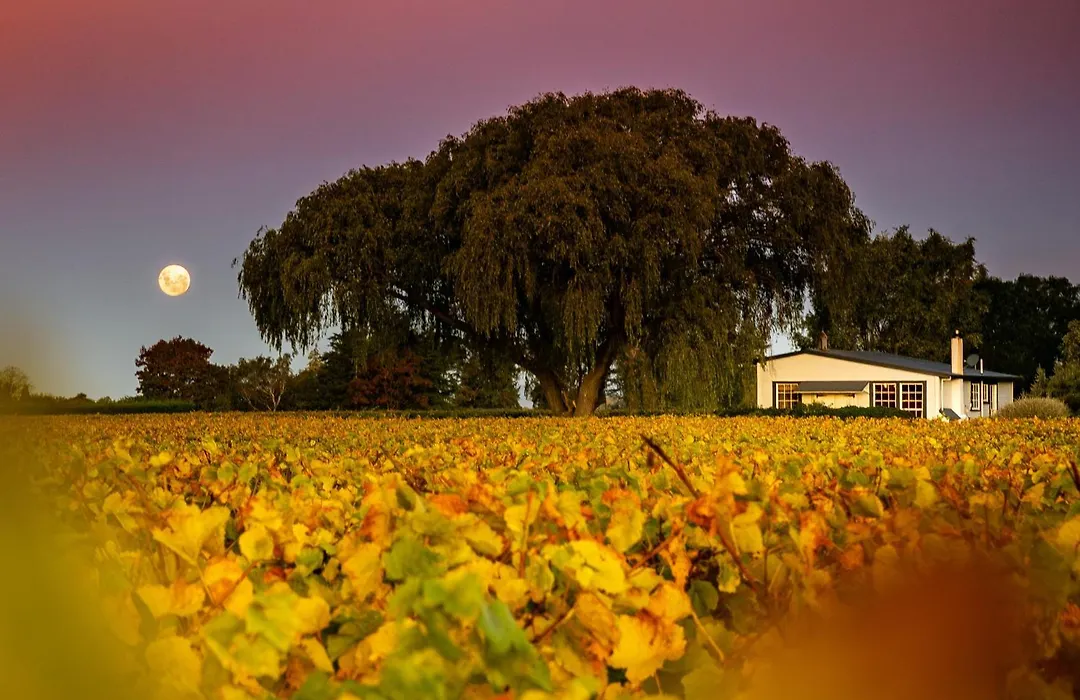 St Leonards Vineyard Cottages-1