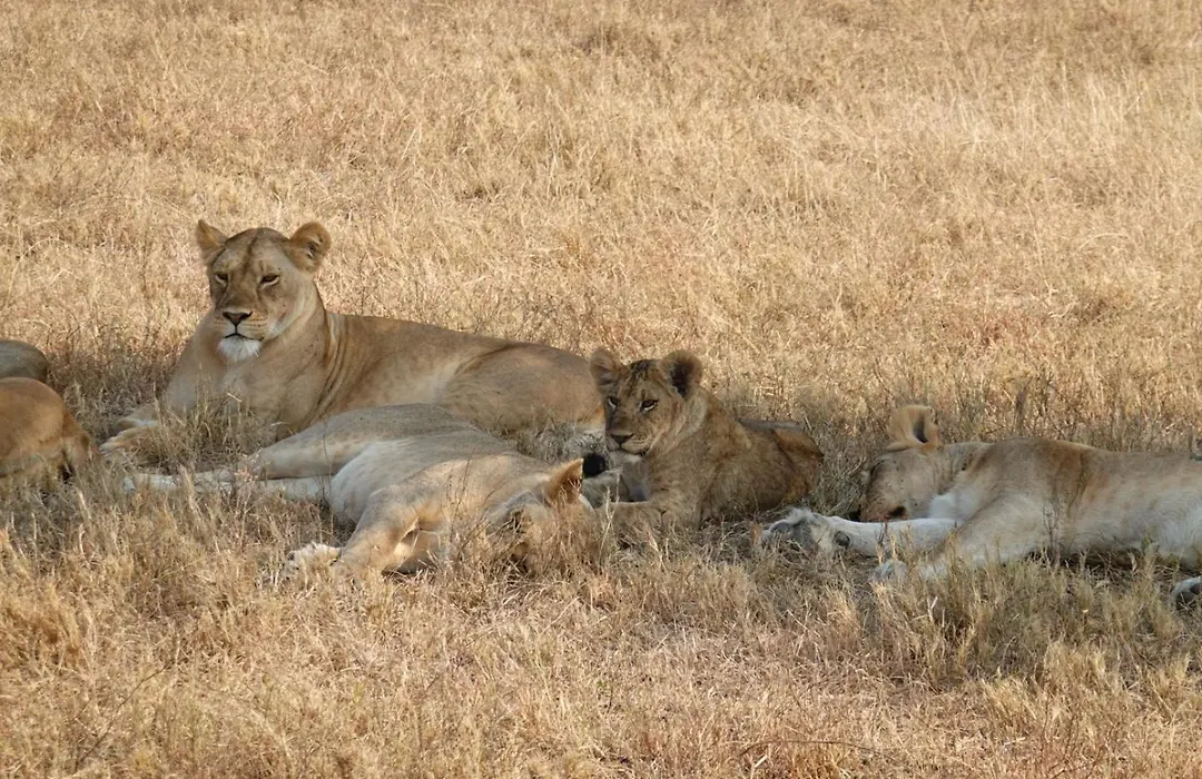 Amora Homestay And Safaris-1