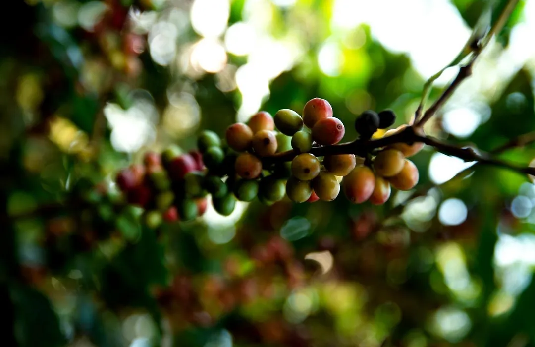 Finca Carpe Diem Ecolodge-1