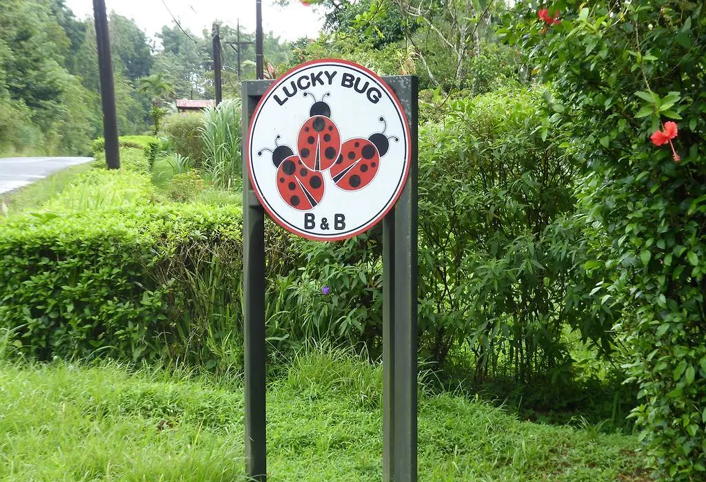 Lucky Bug Bed And Breakfast-1