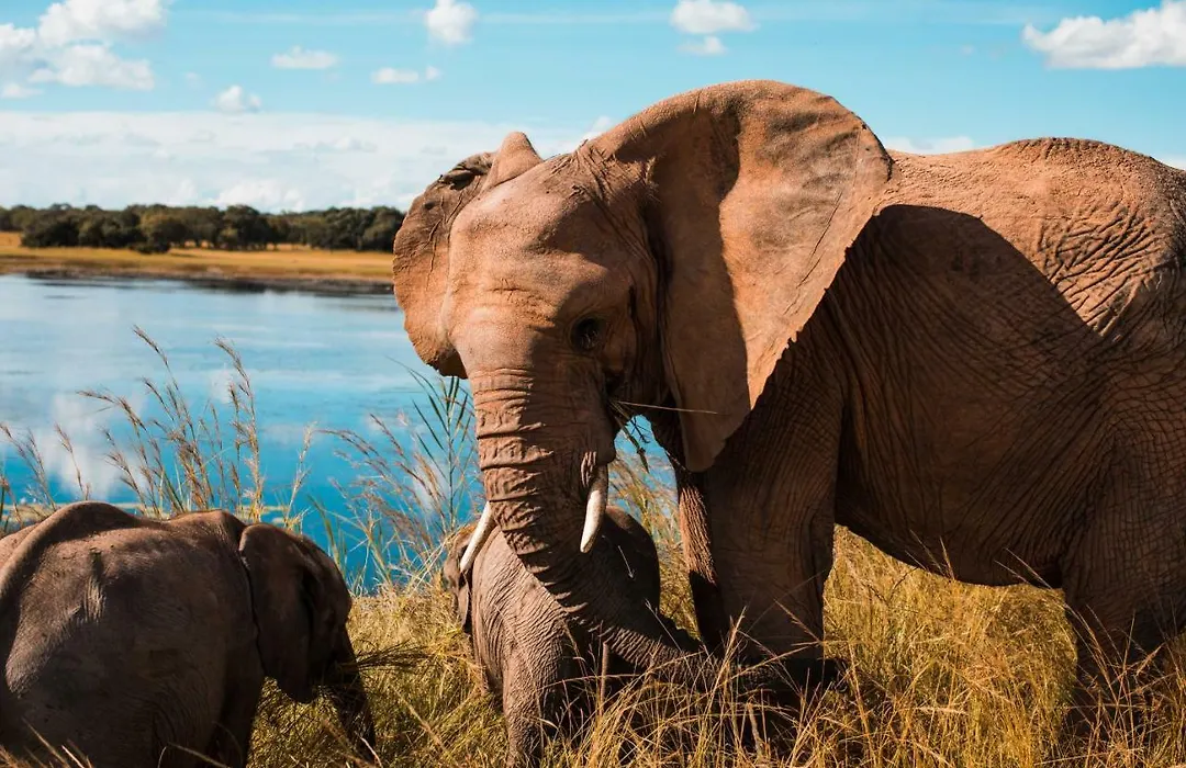Chaminuka Lodge-1