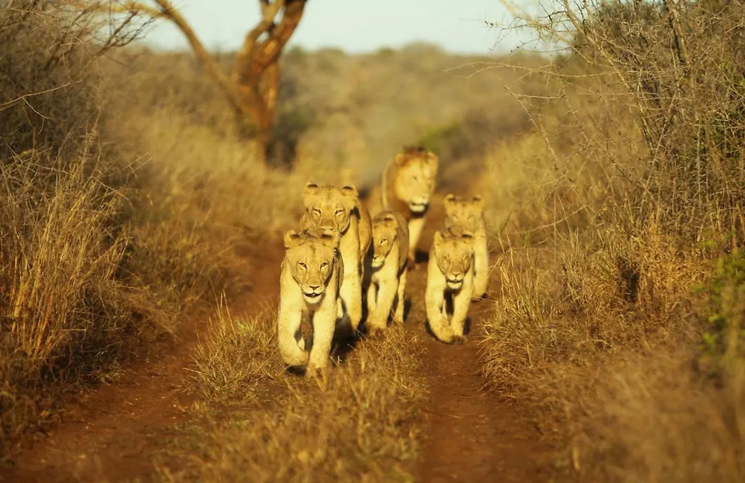 Thanda Safari-1