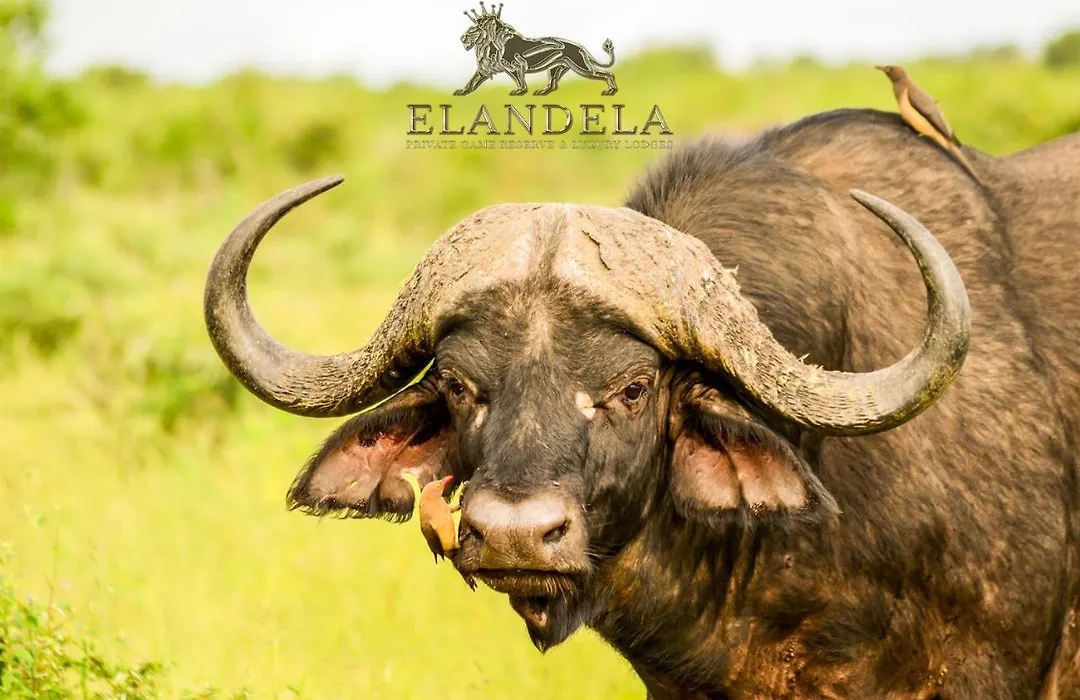 Elandela Private Game Reserve And Luxury Lodges Pty Ltd-1