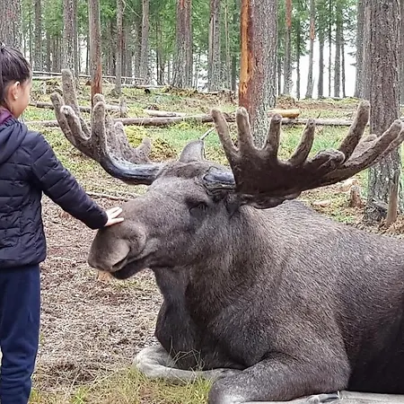 The Friendly Moose-3