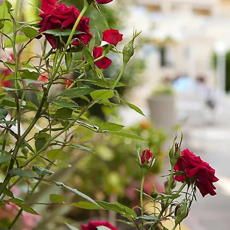 Hotel Cupidor-3