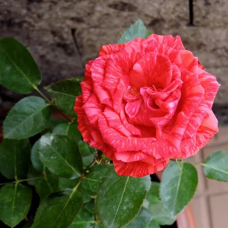 Pousada Pedra Rosa-2