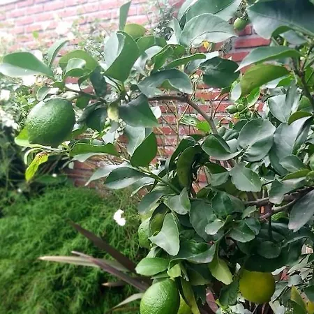 Hermosa Y Comoda Casa - El Limonero-2