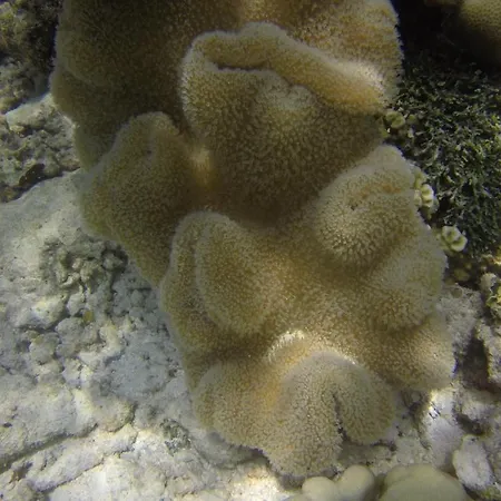 Kaafu Inn Guraidhoo-3