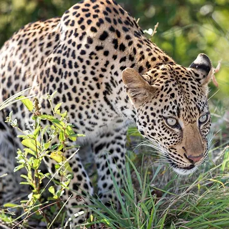 Leopard Sands Kruger Park, Autograph Collection-3