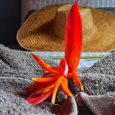 Casa Matilda - Palomino-2
