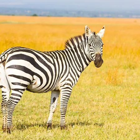 Ol Pejeta Mansion-2