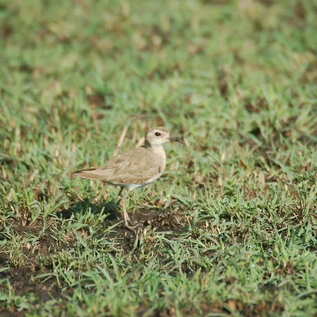 Mara Intrepids Tented Camp-2