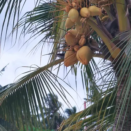 Beach Lily Dhigurah-2