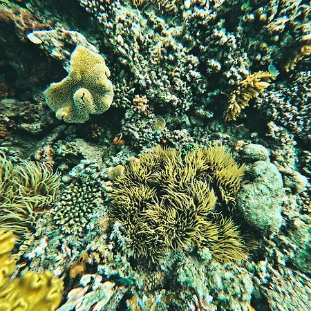 Coralview Island Resort-2