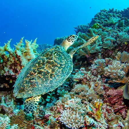 Tranquility Island Eco Dive Resort-3