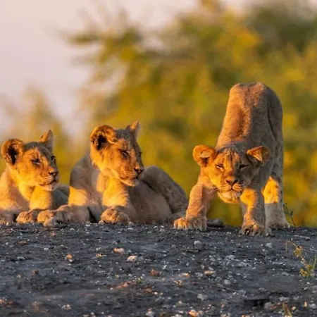 Jackalberry Chobe-2