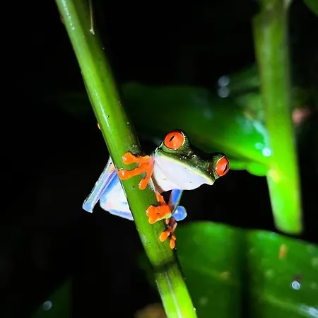 The Frog House-2