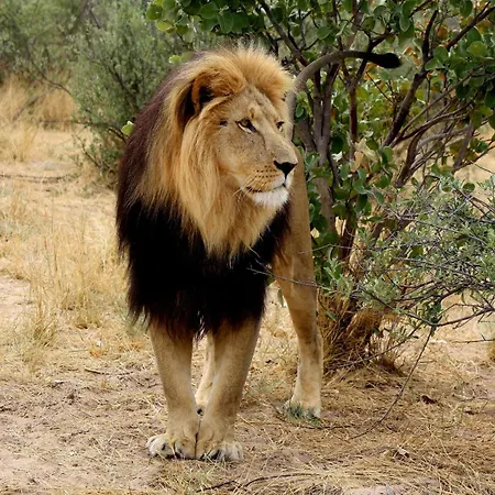Grassland Safari Lodge-2